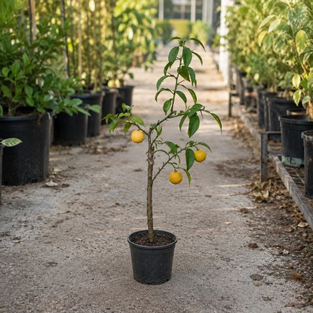 Citrus x junos sur Poncirus trifoliata / Citronnier Yuzu