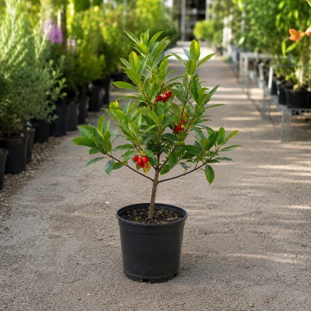 Arbutus unedo / Arbousier ou Arbre aux fraises