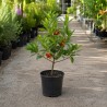 Arbutus unedo / Arbousier ou Arbre aux fraises