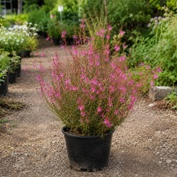 Gaura rose / Gaura lindheimeri 'Siskiyou Red' / Conteneur de 3 à 4 litres / Vivace