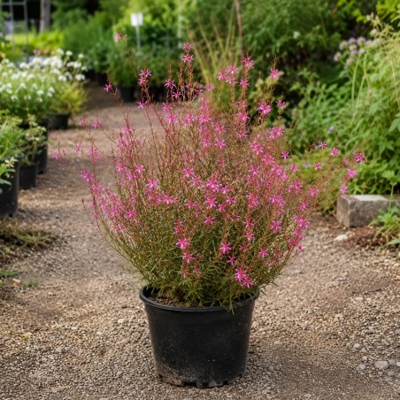 Gaura rose / Gaura lindheimeri 'Siskiyou Red' / Conteneur de 3 à 4 litres / Vivace