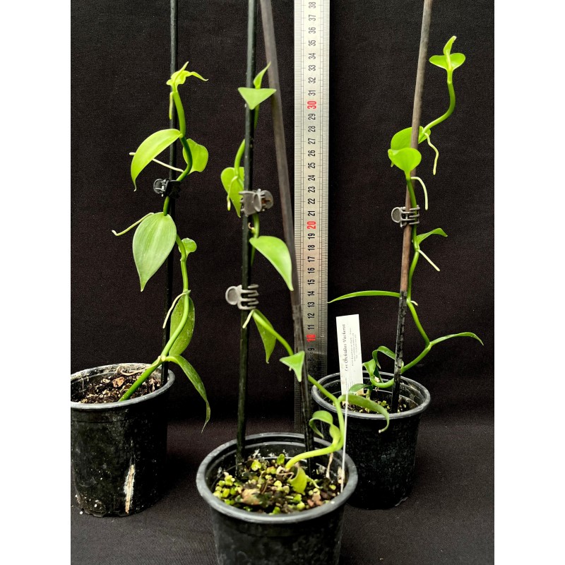 Vanilla Planifolia - Cultiver, Entretenir et Récolter des Gousses de Vanille chez Soi