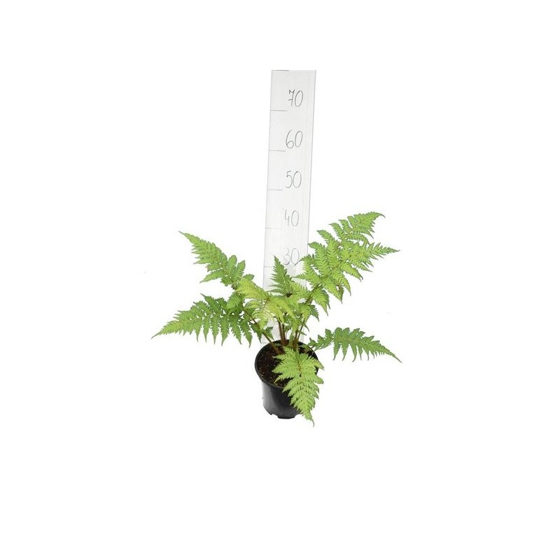 Cyathea (fougères arborescentes) - cyathea cooperi (fougères arborescentes) pot de 1 litre - 30/40 cm