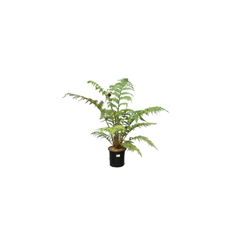 Cyathea (fougères arborescentes) - cyathea cooperi (fougères arborescentes) pot de 3 litres - 60/80 cm