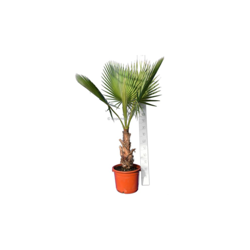 Washingtonia (palmier éventail)  - washingtonia robusta (palmier éventail) pot de 30l 200cm