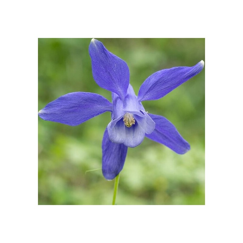 Aquilegia alpina - pot 8 x 8 cm Aquilegia alpina - pot 8 x 8 cm