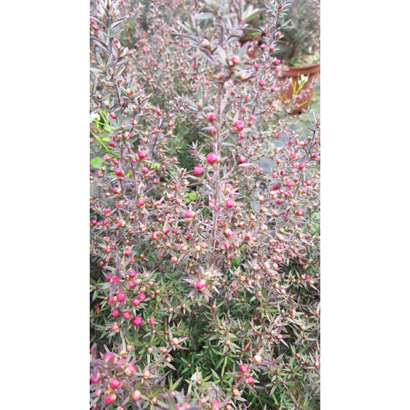 Leptospermum scoparium 'Rouge' / Lâ€™Arbre Ã  thÃ©