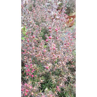 Leptospermum scoparium 'Rouge' / Lâ€™Arbre Ã  thÃ©
