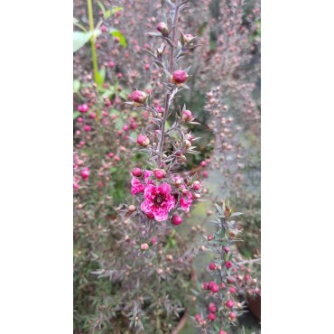 Leptospermum scoparium 'Rouge' / Lâ€™Arbre Ã  thÃ©
