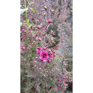 Leptospermum scoparium 'Rouge' / Lâ€™Arbre Ã  thÃ©