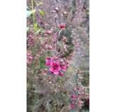 Leptospermum scoparium 'Rouge' / Lâ€™Arbre Ã  thÃ©