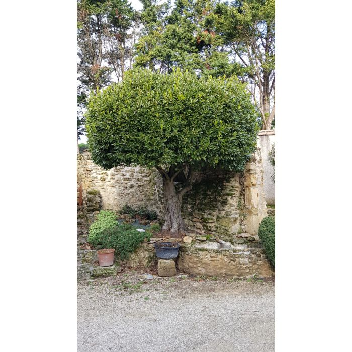 Plante De Laurier Laurier Noble KENTIS - Pot Ø18cm - Hauteur 60-80cm - Pour Extérieur