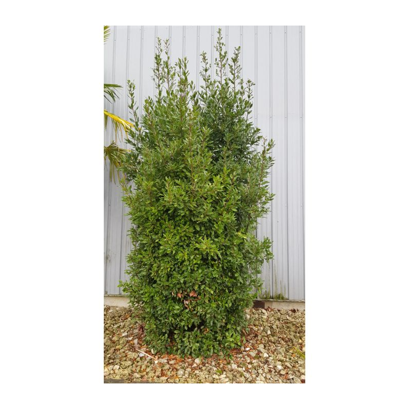 Laurus nobilis / Laurier sauce