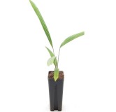 Trachycarpus winsan x wagnerianus - pot 7 x 7 cm
