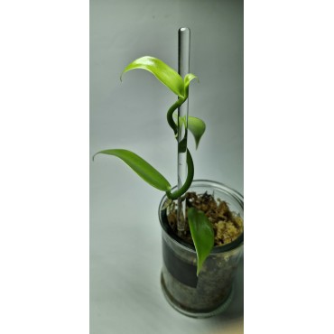 Vanilla Planifolia - Cultiver, Entretenir et Récolter des Gousses de Vanille chez Soi