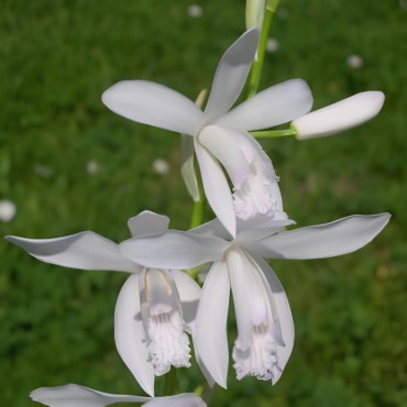 Bletilla striata "alba", Tropicaflore : vente Bletilla striata "alba"
