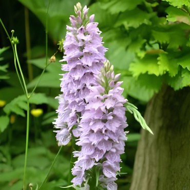 Dactylorhiza fuchsii, Tropicaflore : vente Dactylorhiza fuchsii