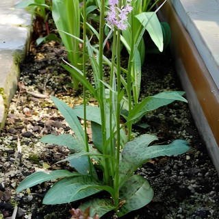 Dactylorhiza maculata, Tropicaflore : vente Dactylorhiza maculata