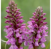 Dactylorhiza majalis, Tropicaflore : vente Dactylorhiza majalis