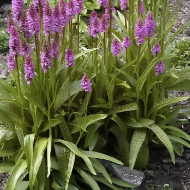 Dactylorhiza majalis, Tropicaflore : vente Dactylorhiza majalis