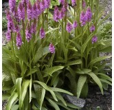 Dactylorhiza majalis, Tropicaflore : vente Dactylorhiza majalis