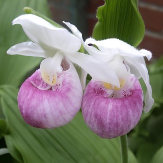Cypripedium reginae, Tropicaflore : vente Cypripedium reginae