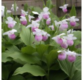 Cypripedium reginae, Tropicaflore : vente Cypripedium reginae