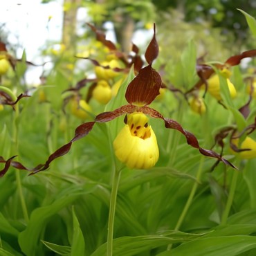 Cypripedium parviflorum, Tropicaflore : vente Cypripedium parviflorum
