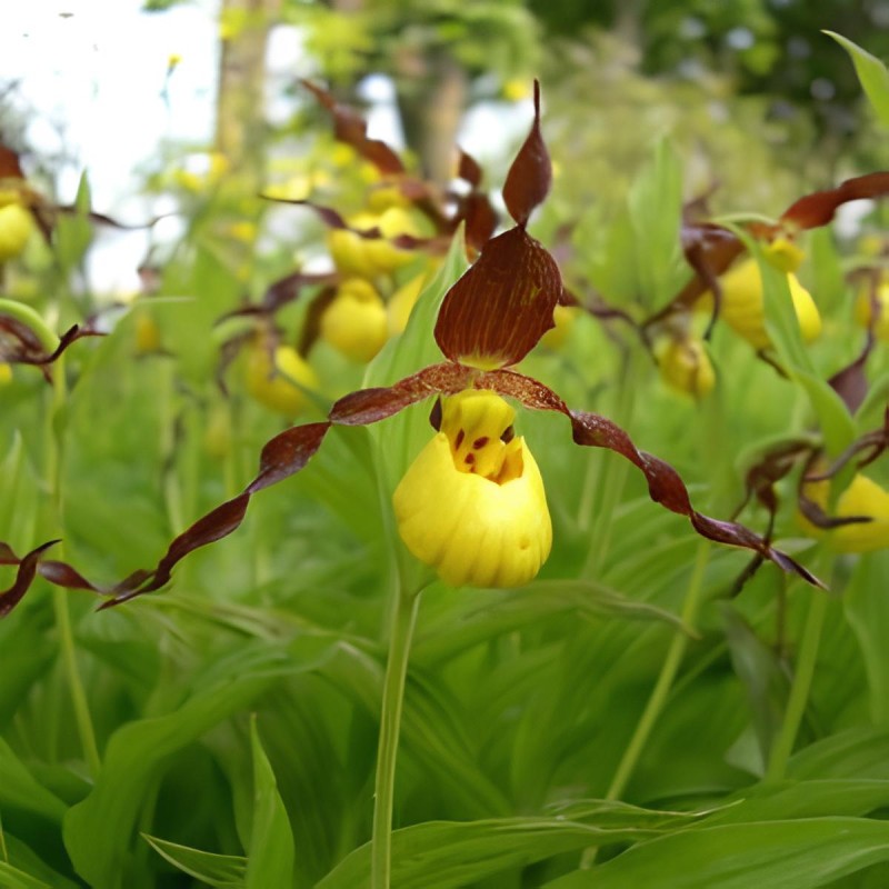 Cypripedium parviflorum, Tropicaflore : vente Cypripedium parviflorum