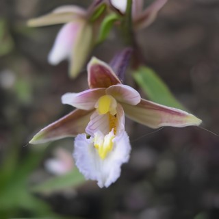 Epipactis palustris, Tropicaflore : vente Epipactis palustris