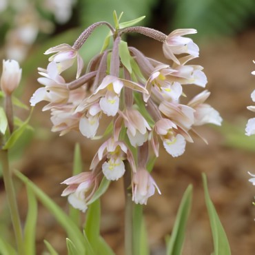 Epipactis palustris, Tropicaflore : vente Epipactis palustris