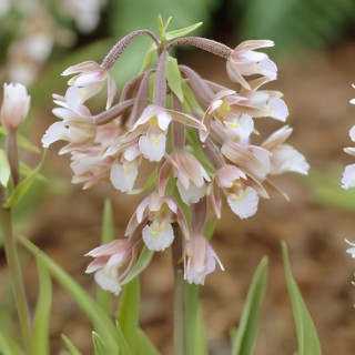 Epipactis palustris, Tropicaflore : vente Epipactis palustris