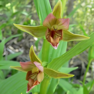 Epipactis gigantea, Tropicaflore : vente Epipactis gigantea