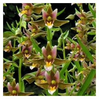 Epipactis "sabine", Tropicaflore : vente Epipactis "sabine"