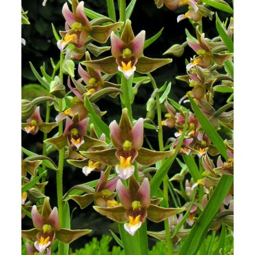 Epipactis "sabine", Tropicaflore : vente Epipactis "sabine"
