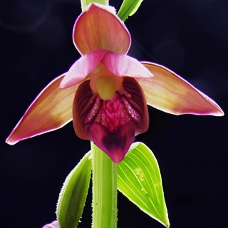 Epipactis royleana - Orchidées
