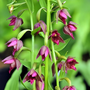 Epipactis royleana - Orchidées
