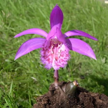 Pleione "tongariro", Tropicaflore : vente Pleione "tongariro"