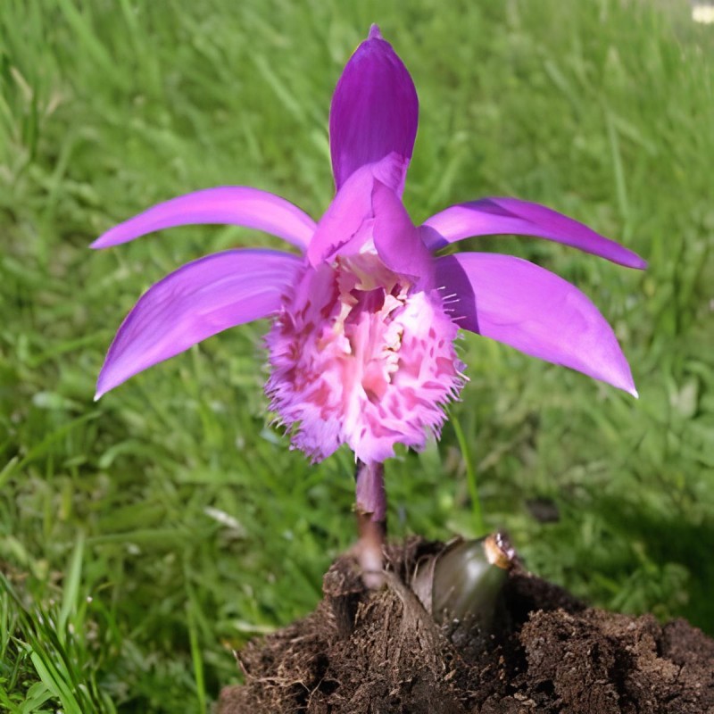Pleione "tongariro", Tropicaflore : vente Pleione "tongariro"