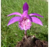 Pleione "tongariro", Tropicaflore : vente Pleione "tongariro"