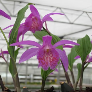 Pleione "tongariro", Tropicaflore : vente Pleione "tongariro"
