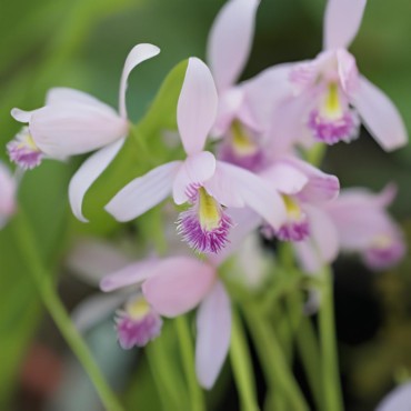 Pogonia ophioglossoïdes, Tropicaflore : vente Pogonia ophioglossoïdes