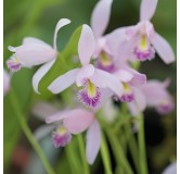 Pogonia ophioglossoïdes, Tropicaflore : vente Pogonia ophioglossoïdes