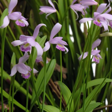 Pogonia ophioglossoïdes, Tropicaflore : vente Pogonia ophioglossoïdes