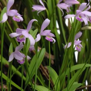 Pogonia ophioglossoïdes, Tropicaflore : vente Pogonia ophioglossoïdes