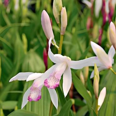Bletilla Kuchibeni, Tropicaflore : vente Bletilla Kuchibeni