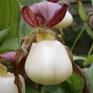 Cypripedium kentuckiense, Tropicaflore : vente Cypripedium kentuckiense