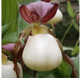 Cypripedium kentuckiense, Tropicaflore : vente Cypripedium kentuckiense