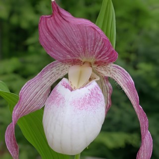 Cypripedium "Philipp", Tropicaflore : vente Cypripedium "Philipp"