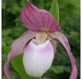 Cypripedium "Philipp", Tropicaflore : vente Cypripedium "Philipp"